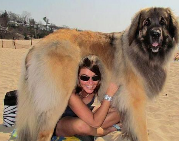 狗狗能有什麼壞心思？為了減少碳排放，英國議員呼籲改養小型犬