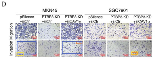 華東理工大學藥學院發表的SCI論文因圖片疑似重複被質疑 華東理工大學藥學院發表的SCI論文因圖片疑似重複被質疑