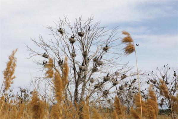 深秋到新疆來看鳥