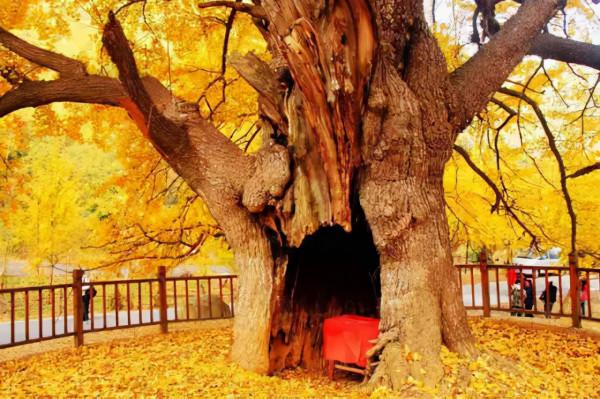 湖北孝感·錢衝村,打卡華中最大的古銀杏村,美得令人沉醉 湖北孝感·錢衝村,打卡華中最大的古銀杏村,美得令人沉醉