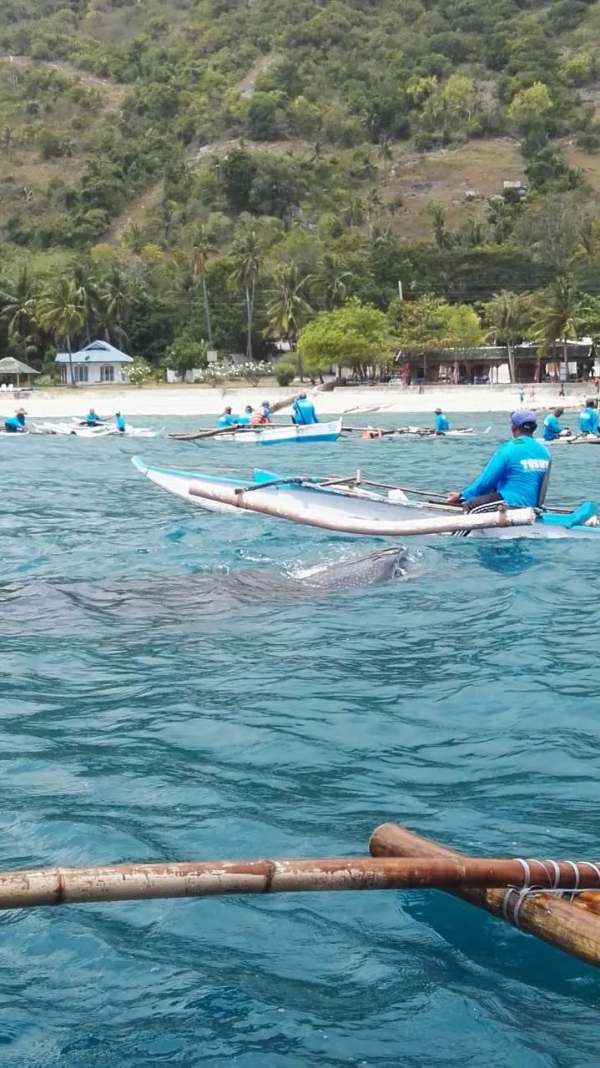 菲律賓—薄荷島遊記 菲律賓—薄荷島遊記