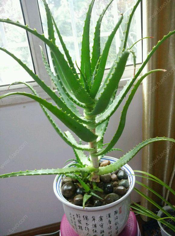 喜歡養花的女人,建議養這“5種花”,“美容養顏”好處多多 喜歡養花的女人,建議養這“5種花”,“美容養顏”好處多多