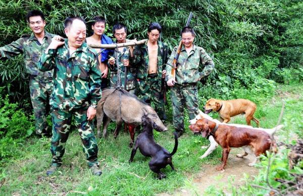 批覆了！河南信陽要對野豬“下狠手”，這次能把野豬“制服”嗎？