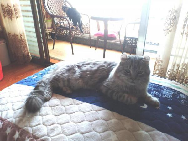 我家可愛搞笑的三隻貓咪 我家可愛搞笑的三隻貓咪