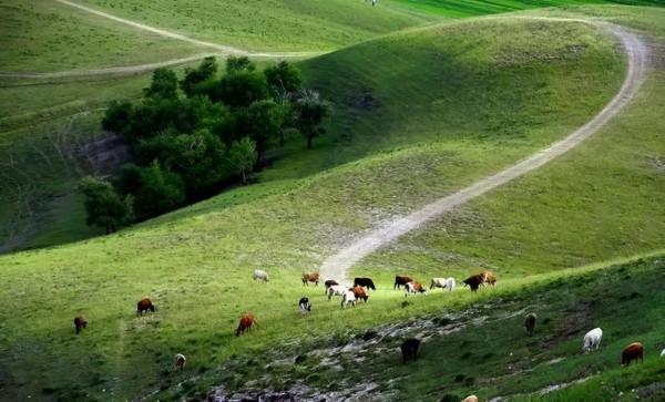 中國最美的9大草原，一輛車，三五好友，就可以馳騁在草原上