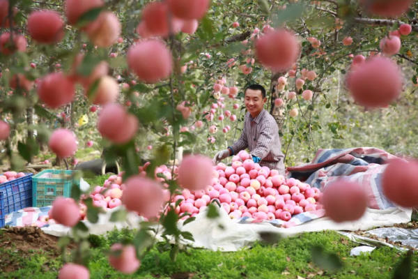 內丘特產丨 有機健康的富崗蘋果​ 內丘特產丨 有機健康的富崗蘋果​