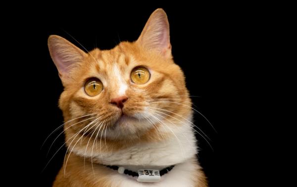 貓咪得了病以後,用自己的方式告訴我他不舒服 貓咪得了病以後,用自己的方式告訴我他不舒服