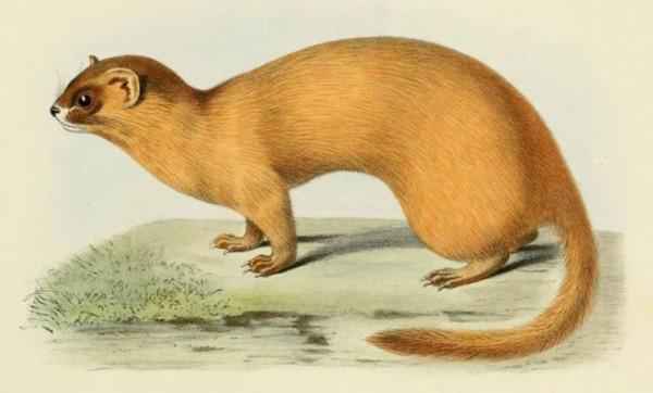 動物能“成精”嗎?1997年黃鼠狼“討封”事件,究竟是不是真的? 動物能“成精”嗎?1997年黃鼠狼“討封”事件,究竟是不是真的?