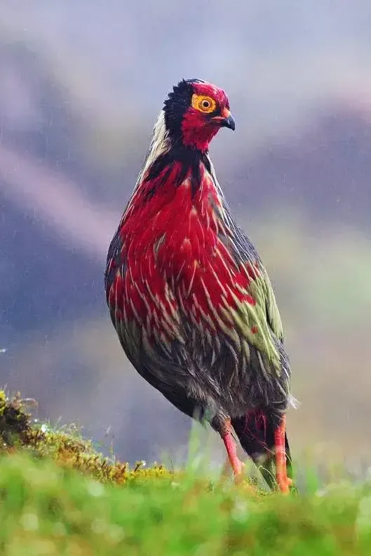 珍稀鳥兒60種，喜歡的來看了