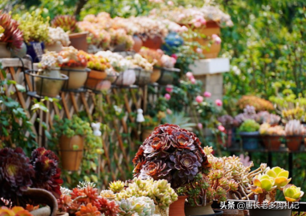 花10多塊錢買沒狀態的多肉而不買精養多肉?其實這樣的肉友才聰明 花10多塊錢買沒狀態的多肉而不買精養多肉?其實這樣的肉友才聰明