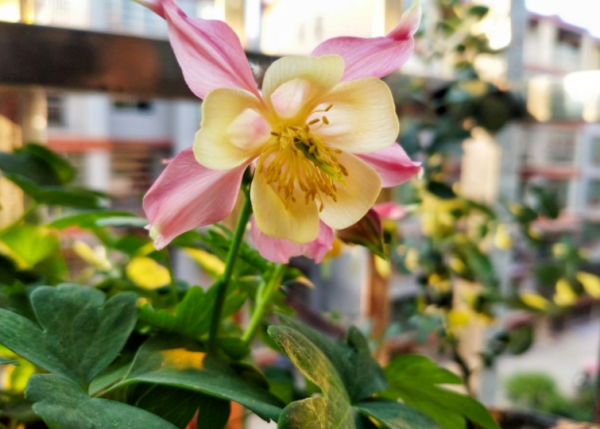 新手養耬鬥菜,冬天將這4點做到位,來年春季開花才多又美 新手養耬鬥菜,冬天將這4點做到位,來年春季開花才多又美