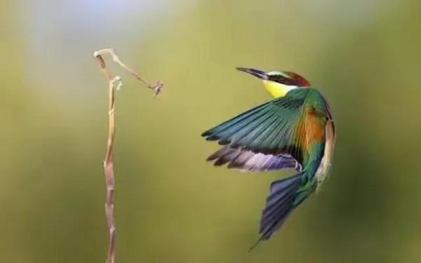 分享圖片&mdash;&mdash;可愛的小小鳥兒