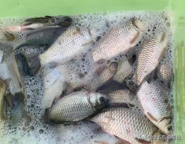 冬季你要封竿不釣魚了?最好釣鯽魚的季節其實就是寒冬 冬季你要封竿不釣魚了?最好釣鯽魚的季節其實就是寒冬