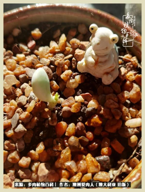 多肉變胖純屬正常,我的變胖卻是工傷 多肉變胖純屬正常,我的變胖卻是工傷