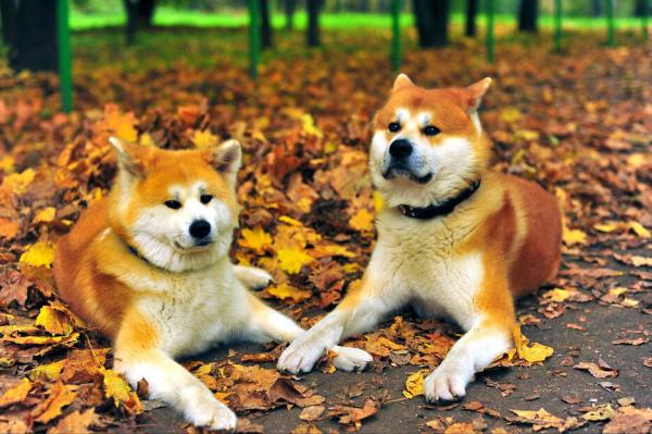 秋田犬:主人對它做這些事,它就會以為你不愛它了 秋田犬:主人對它做這些事,它就會以為你不愛它了