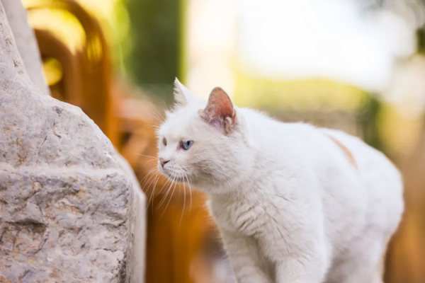 貓咪們如何才能有效防禿？