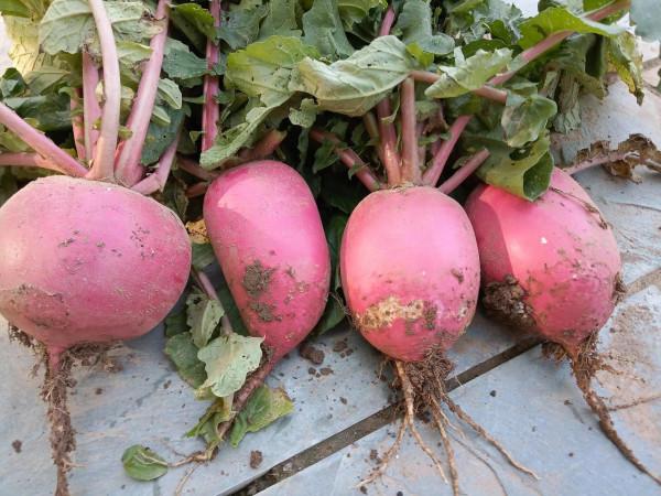 豐收到菜園 豐收到菜園