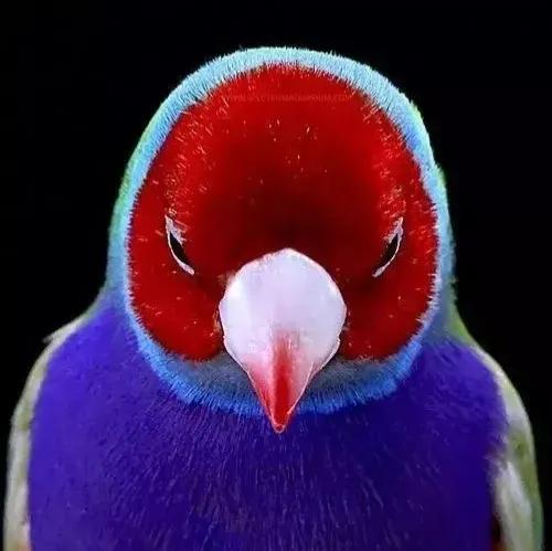 鳥的世界 鳥的天堂