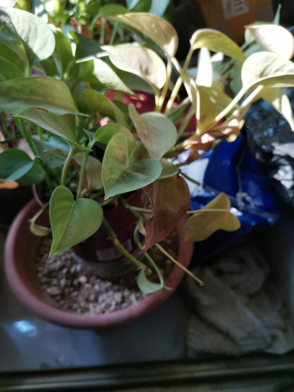 綠蘿總是不長個兒,學會3個要點,養成瀑布很簡單 綠蘿總是不長個兒,學會3個要點,養成瀑布很簡單