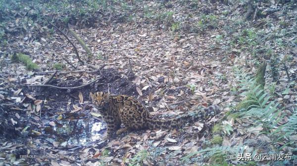 #網聚雲南相約COP15#比雪豹罕見！“獨行俠”雲貓現身高黎貢山