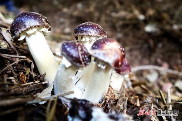 看！2500萬人的豐收圖景