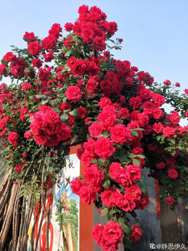 買花別再被騙了!4個花市常見騙局,你遇到過幾個 買花別再被騙了!4個花市常見騙局,你遇到過幾個