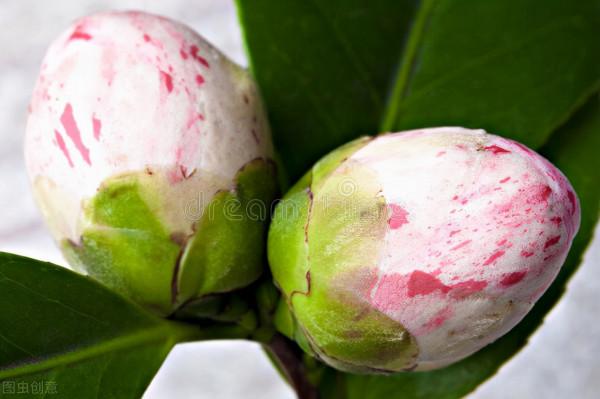 茶花有&OpenCurlyDoubleQuote;5怕&rdquo;，避開了葉子油亮，花朵鮮豔