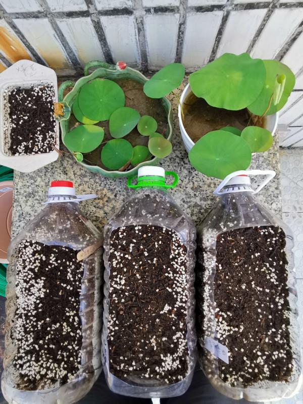 在家就能種的蔬菜，10天就能竄一節，20天做成美味佳餚