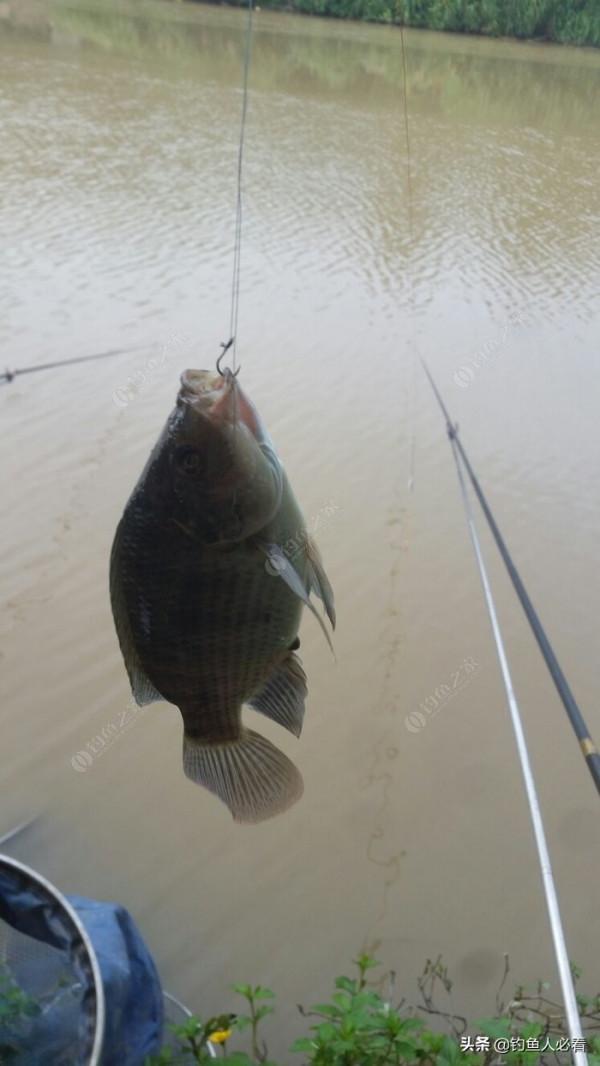 野釣搞遊擊，第一竿中魚，驚喜又刺激