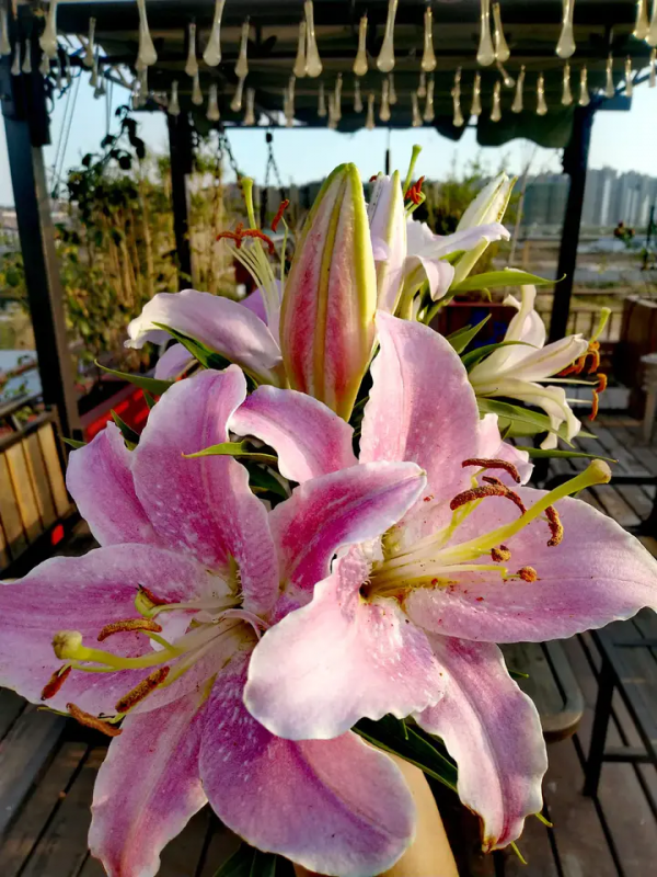 想裝修美式或中式風格的,建議慎重考慮你的採光問題 想裝修美式或中式風格的,建議慎重考慮你的採光問題