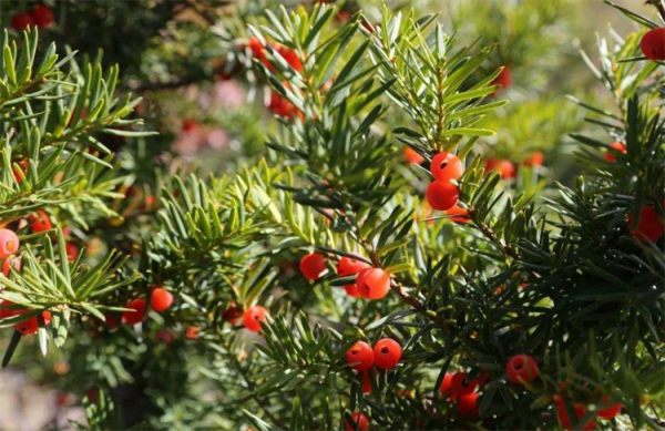 誰說北方少有珍貴樹種？8大樹木品種，有苗就買來種，成材前景好