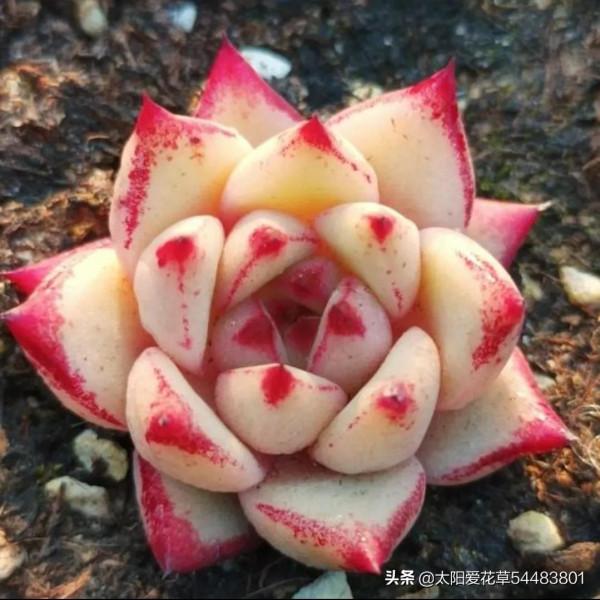 冬至,可以入手的6種多肉,好看好養,出狀態美如天仙 冬至,可以入手的6種多肉,好看好養,出狀態美如天仙