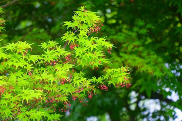 園林植物色彩的觀賞特性(葉篇) 園林植物色彩的觀賞特性(葉篇)