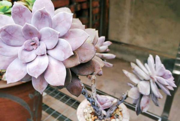 上色特快的6種多肉，秋天適當曬曬，就能“鶴立雞群”