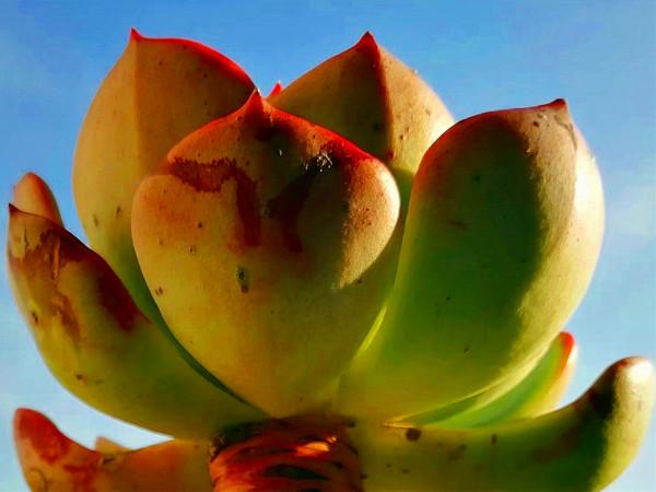 這些第三眼多肉，勉強買回家，出狀態後卻讓人感到驚喜