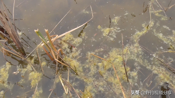 用圖片說明，這種水草旁別打窩，打上窩子就離空軍不遠了