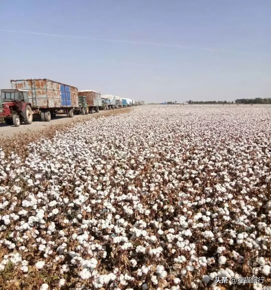 新疆有一個叫芳草湖的地方,有6萬多人口,位於呼圖壁河下游 新疆有一個叫芳草湖的地方,有6萬多人口,位於呼圖壁河下游