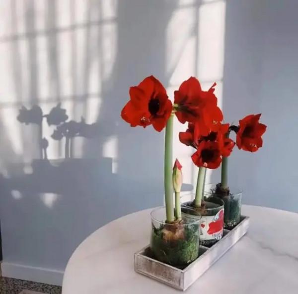 每週一花---朱頂紅