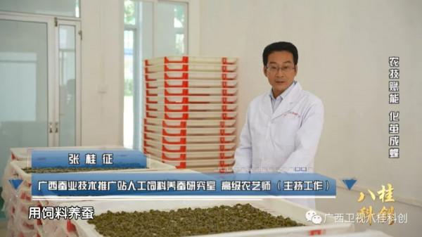 稀奇！廣西的蠶寶寶不吃桑葉