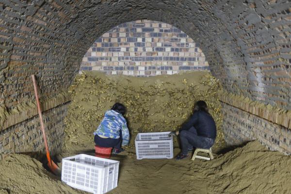 大姜價格時高時低,專家巧支招,農戶大讚:不用再看客商臉色了 大姜價格時高時低,專家巧支招,農戶大讚:不用再看客商臉色了