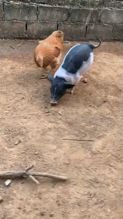 廣東“豬堅強”天生只有兩條前腿，仍頑強活著！我們沒理由不努力