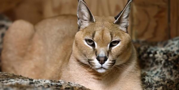 這隻貓天天和貓頭鷹幹架,卻打出了一段黑白配神仙友情 這隻貓天天和貓頭鷹幹架,卻打出了一段黑白配神仙友情