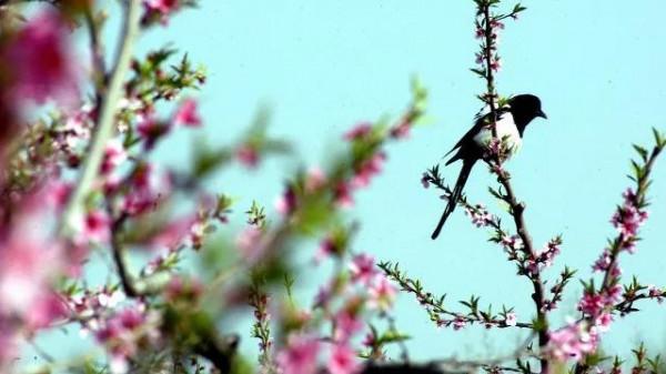 翠鳥醉春風（原創）