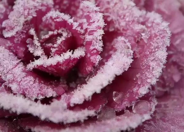 雪中花第二篇來啦，嬌嫩的外表，堅韌的內心，生命過分美麗