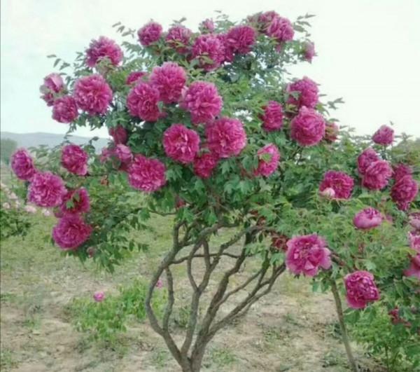 3種花壽命長，觀賞價值高，越老越值錢