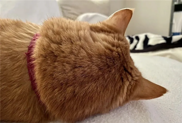 “我見過最長壽的流浪貓，活了29歲。”