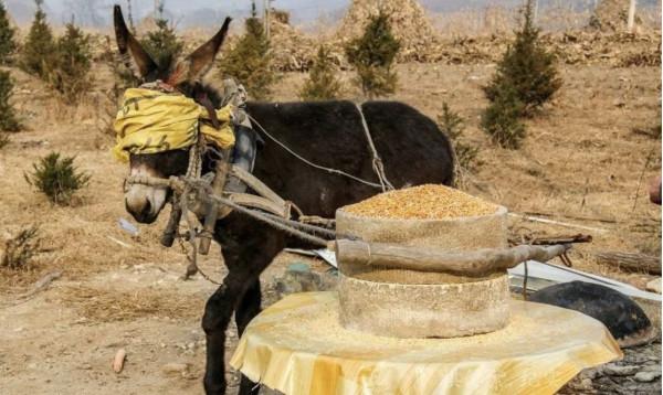 驢有何特殊能力？馬看起來處處比驢強，為何至今都取代不了驢？