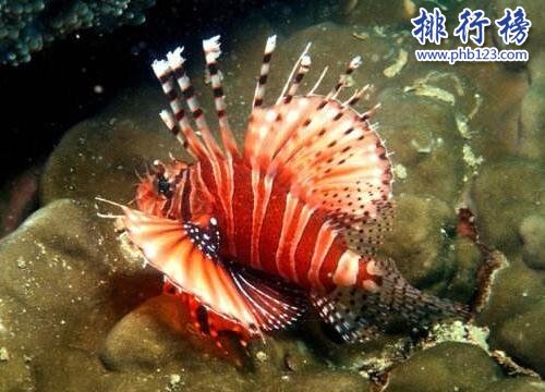 你知道 海洋中毒性最大的10種生物