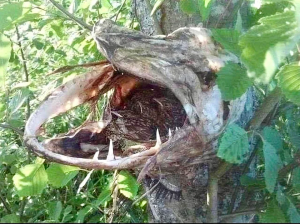 甩一萬杆，才能釣到一條的魚，卡在樹上，被鳥當窩了