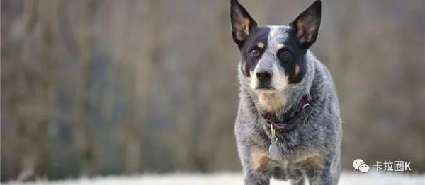另類的寵物犬-澳洲牧牛犬